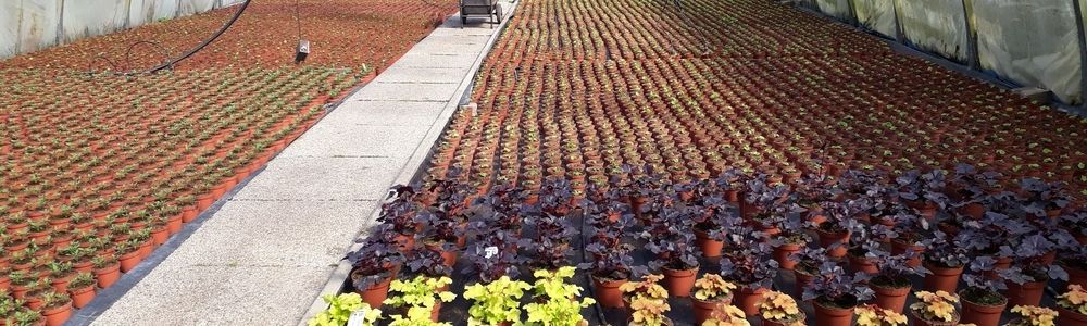 Ansicht eines Gewächshauses mit verschiedenen Pflanzen in Töpfen