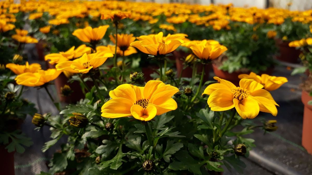 Ein wunderschönes Feld mit leuchtend gelben Blumen.