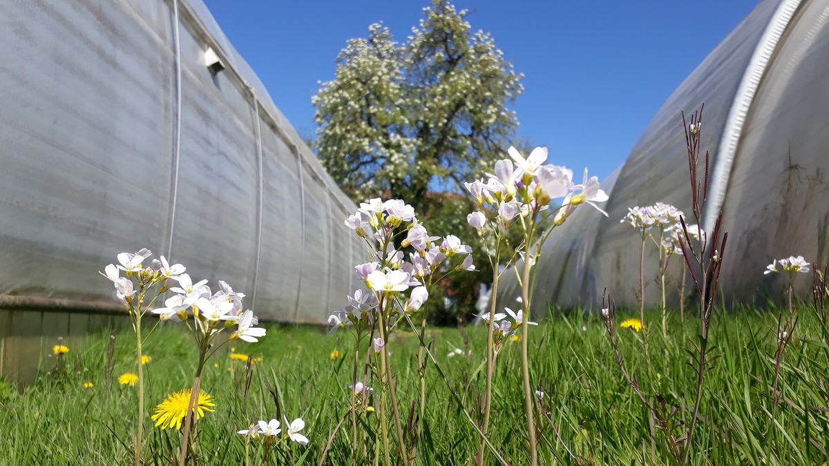 Frühlingsblumen im Gewächshaus mit blauem Himmel