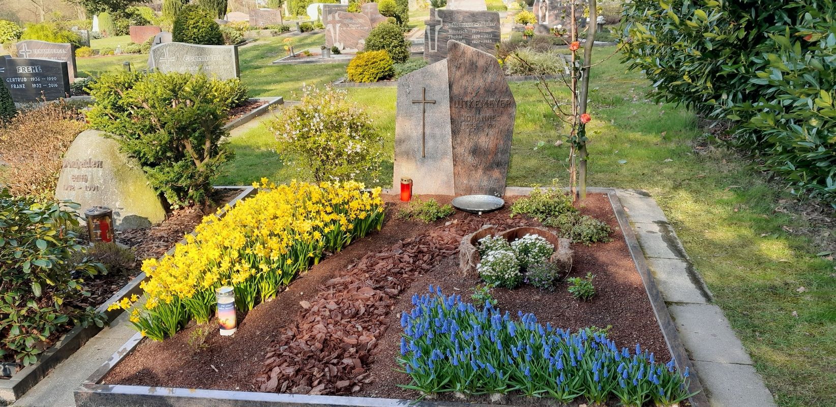Frühlingsblumen auf einem Grab mit gelben Narzissen und blauen Traubenhyazinthen.
