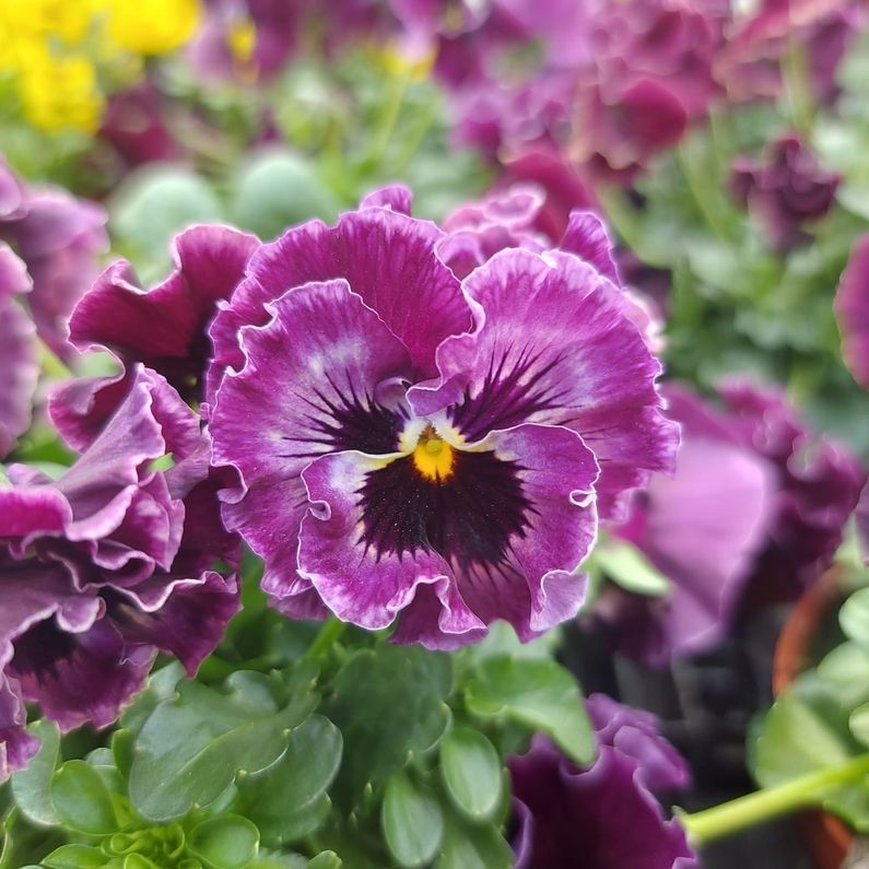 Nahaufnahme von violetten Stiefmütterchen
